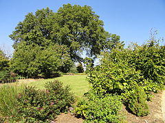 J. C. Raulston Arboretum - DSC06146.JPG