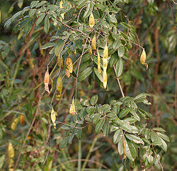 Derris scandens in Hyderabad, AP W IMG 4289.jpg