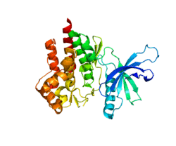 Protein TYK2 PDB 3LXN.png