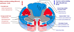 Spinal cord tracts - English.svg