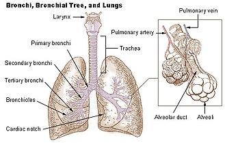 Illu bronchi lungs.jpg