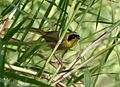 Belding's Yellowthroat.jpg