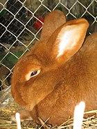 Kaninchen1.jpg