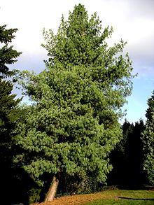 Bhutan pine tree.JPG