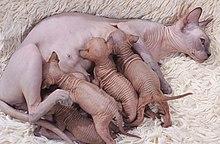 Mother Sphynx cat with kittens