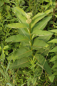 Common Milkweed Asclepias syriaca Plant 2000px.jpg