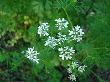 Coriandrum sativum Blossoms3.jpg