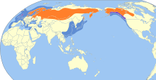 Larus canus map.svg