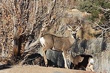 Mule deer buck full-face.jpg