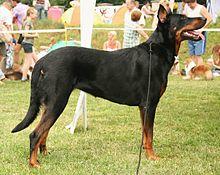 Owczarek francuski beauceron 009pl.jpg