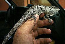 Polychrus acutirostris.JPG