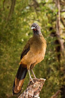 Rufous-vented Chachalaca - Guacharaca del Norte (Ortalis ruficauda) (8629080871).jpg