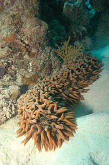 Thelenota ananas.jpg