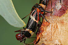Two-lined gum treehopper03.jpg