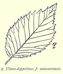 Ulmus dippeliana f. muscaviensis.jpg