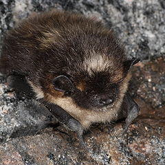 The image depicts a sleeping bat