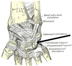 Ligamentumpisohamatum.png