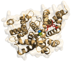 Phosphodiesterase-5.png