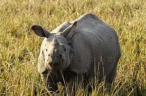 Indian Rhino in Pobitora.jpg