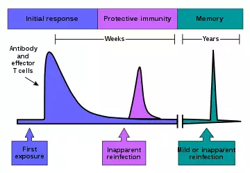 The initial response involves antibody and effector T-cells. The resulting protective immunity lasts for weeks. Immunological memory often lasts for years.