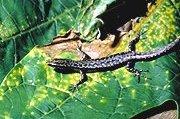 Cryptoblepharus poecilopleurus.jpg