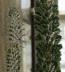 Alluaudia montagnacii.jpg