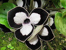 Asarum maximum2.jpg
