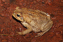 Canetoadfemale.jpg