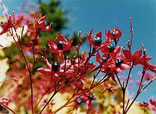 Clerodendrum trichotomum3.jpg