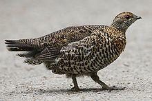 Falcipennis-canadensis-001.jpg