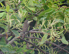 Flowers with Sykes's warbler I IMG 1880.jpg