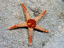 Fromia monilis (Seastar).jpg