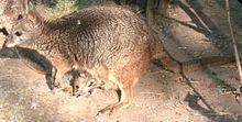 Macropus eugenii with calf 2.jpg