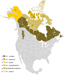 Rangifer tarandus Map NA.svg