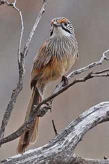 Striated Grasswren (Amytornis striatus) on branch from front.jpg