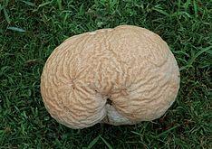 Calvatia craniiformis.JPG