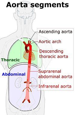 Aorta segments.jpg