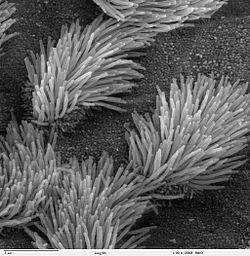 Bronchiolar epithelium 3 - SEM.jpg