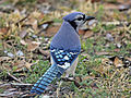 Blue Jay Ash RWD5.jpg