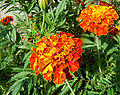French marigold.jpg