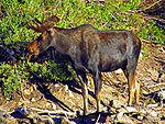 Shiras Bull at Cecret Lake a 07-25-12.JPG