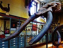 Cuvieronius hyodon 1.JPG