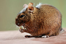 Degu eating a piece of dried banana.jpg