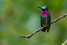 Heliomaster longirostris, Long-billed Starthroat.jpg