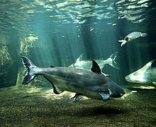 Pangasius sanitwongsei Zoologischer Garten Aquarium Berlin.JPG