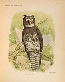 Remarques sur l'ornithologie de l'État indépendant du Congo (Pl. XI) (7164292588).jpg