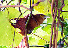 Rufous-coucal.jpg