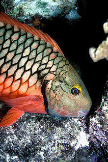 Sparisoma viride.jpg