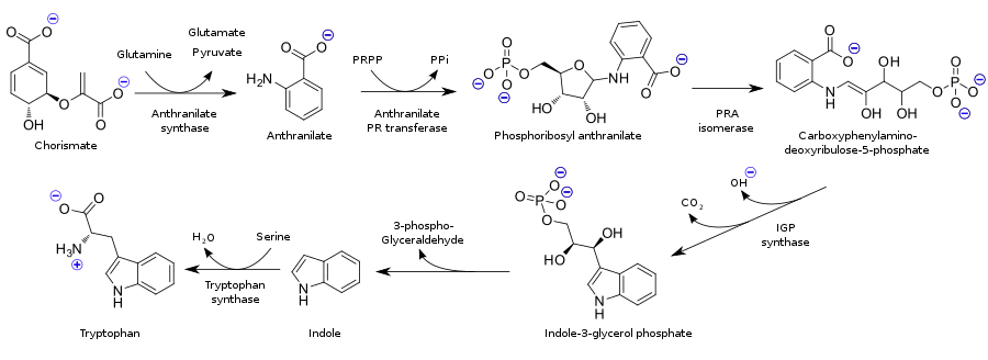 Tryptophan biosynthesis (en).svg