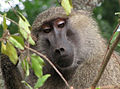 Yellow Baboon, Tanzania.jpg
